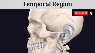 Temporal Region Anatomy mbbs education bds headandneckanatomy temporal [upl. by Einomrah449]