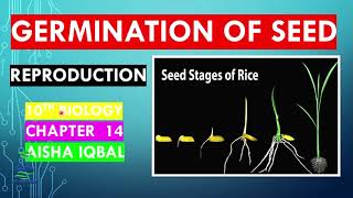 Germination of Seed Class 10 [upl. by Uy]