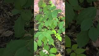 Second step invasive buckthorn removal [upl. by Stannfield]