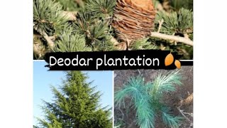 Deodar Tree Plantation  EVERGREEN TREE [upl. by Elfrida]