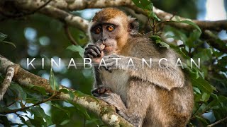 Kinabatangan River  Sabahs Wildlife Secret  Borneo Travel Guide [upl. by Eceerehs]