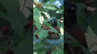 Robin eating berries at bass lake ponds forest [upl. by Eelegna]