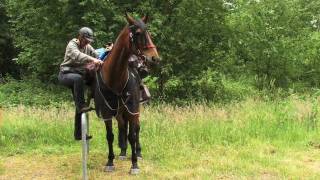 Wanderreiten von der Nordsee zur Ostsee HORSE TREKKING GERMANY [upl. by Fowle]