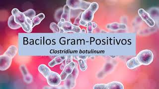 Microbiologia Médica Clostridium botulinum  Bacilos Gram Positivos [upl. by Anaili970]