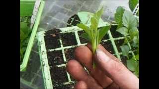 How To Grow Dahlias Taking Dahlia Cuttings [upl. by Luigi]