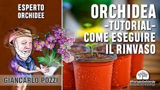 Come si rinvasano le orchidee Tutorial di Giancarlo Pozzi [upl. by Esetal]