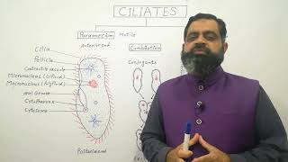 Ciliates UrduHindi medium profmasoodfuzail Structure of Paramecium  Anatomy of Ciliates [upl. by Odradlig]