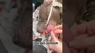 XL Bully Castration xlbully dog dogs dogshorts castration veterinary fyp fypシ surgeryday [upl. by Kira674]