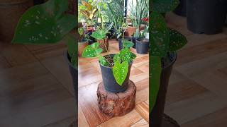 Caladium Bulbs From Sprout to Bloom in 30 Days [upl. by Hayimas]