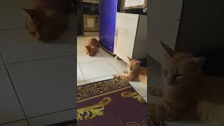 Induk kucing amp betina sedang berlangsung 😾😾 [upl. by Ikkiv]