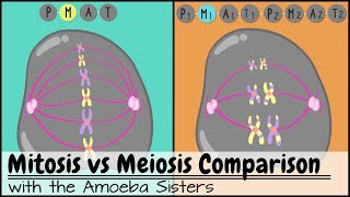 Mitosis vs Meiosis Side by Side Comparison [upl. by Kcuhc492]