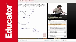 Aminotransferase Reaction  Biochemistry Tutorial [upl. by Sculley402]