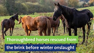 Thoroughbred horses rescued from the brink before winter onslaught [upl. by Ellevehs]