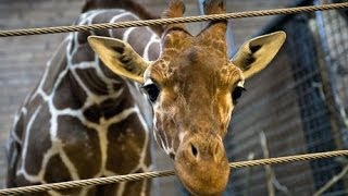 Marius the giraffe killed at Copenhagen zoo publicly fed to the Lions warning GRAPHIC content [upl. by Reeves]