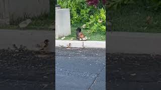 Street chicken in Kaanapali golf course  Maui Hawaii [upl. by Helse]