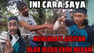 BEGINILAH EFEK GIGITAN ULAR HIJAU EKOR MERAH  TRIMERESURUS INSULARIS [upl. by Cirenoj]