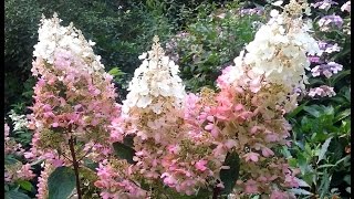 Hydrangea paniculata Pinky Winky [upl. by Amikehs]