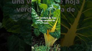 ¡5 Verduras Clave para el Invierno saludybienestar sabiasque curiosidades tips [upl. by Mcclenaghan]