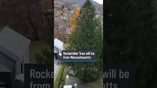 Rockefeller Christmas tree reveal The 2024 edition is from Massachusetts [upl. by Eidarb]