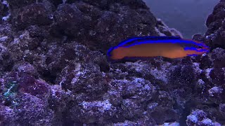 Neon Dottyback Nano reef [upl. by Urson716]