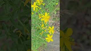 St Johns wort Hypericum perforatum and a bee nature garden dziurawiec herbs [upl. by Oulman949]