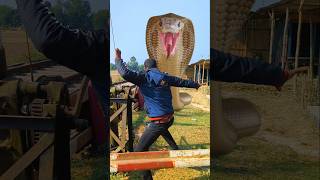 Anaconda Snake in real life P22shortssnake python snakes naginanaconda bigsnake viralvideo [upl. by Eitsym]