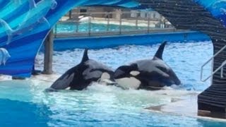 One Ocean SeaWorld San Diego 2013 Part 2 [upl. by Akela]