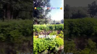 rain forest nature sounds🌴 shorts nature song trending viralvideo song [upl. by Mcdermott]