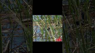 Grebes Care for Their Chicks birds nature wildlife [upl. by Jezreel398]