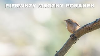 PIERWSZY MROŹNY PORANEK  Fotografia przyrodnicza  Sony A6700  Sony 200600  Leśne Ptaki [upl. by Hennessy]