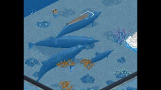 Bairds Beaked Whale Zoo Tycoon Mod Showcase [upl. by Riatsila]