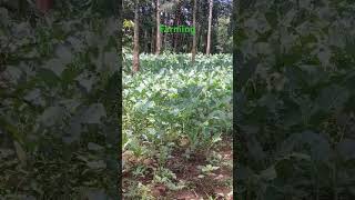 IS VEGETABLES FARMING PROFITABLE IN KENYA trending farming [upl. by Jon384]