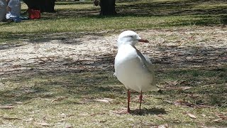 Seagulls at the Swan RiverBicton WA [upl. by Ennylcaj]