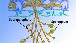 Phytopthora important features and life historymp4 [upl. by Enilaf752]