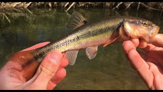 Catching Creek Chub with worms in a brook [upl. by Feenah996]