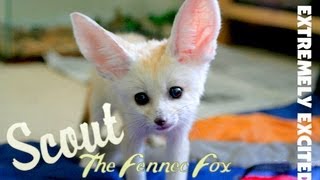 Fennec Fox Extremely Excited amp Screaming [upl. by Annhej]