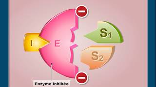 Questce que linhibition non compétitive dune enzyme [upl. by Mayworm]