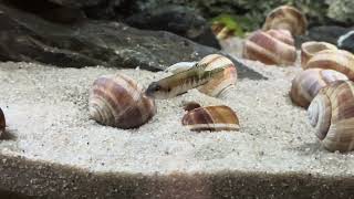 Stand vom 4 8 2024 220l Tanganjika AQ mit Lamprologus speciosus und Julidochromis transcriptus kissi [upl. by Lihkin]