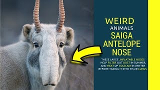 Saiga Antelope nose Saiga Antelope habitat Amazing facts about saiga antelope baby noise [upl. by Batsheva31]