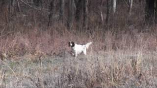 Otho Hawk  Llewellin Setter [upl. by Duffy71]