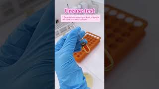 Urease test practical procedure Microbiology Biology Science [upl. by Suryc]