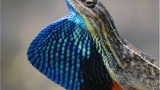 Fan Throated Lizard Sitana ponticeriana by Dr Akash Akinwar [upl. by Ingvar]