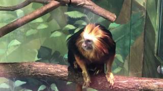 에버랜드 주토피아  황금머리사자타마린 Goldenheaded lion Tamarin [upl. by Letsyrk]