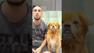 Pet friendly dog part1 funny funnypetsmoments doglover funnyvideo pets petmoments petowner [upl. by Sylvia]