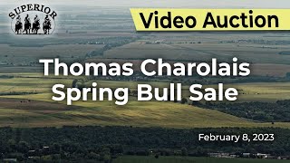 Thomas Charolais Spring Bull Sale [upl. by Amsed]