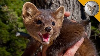 The Pine Marten is Natures Most Adorable Assassin [upl. by Neill]