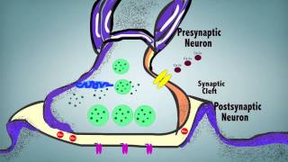 Synaptic Transmission [upl. by Nilyak234]