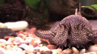 Bristlenose Pleco  Tropical Fish Profile [upl. by Nyrahs]