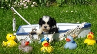 Shih Tzu Welpen 4 Wochen wwwwelpenvermittlunghundeat [upl. by Robyn658]