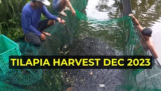 Backyard Tilapia Harvest Dec 2023 [upl. by Patrick595]